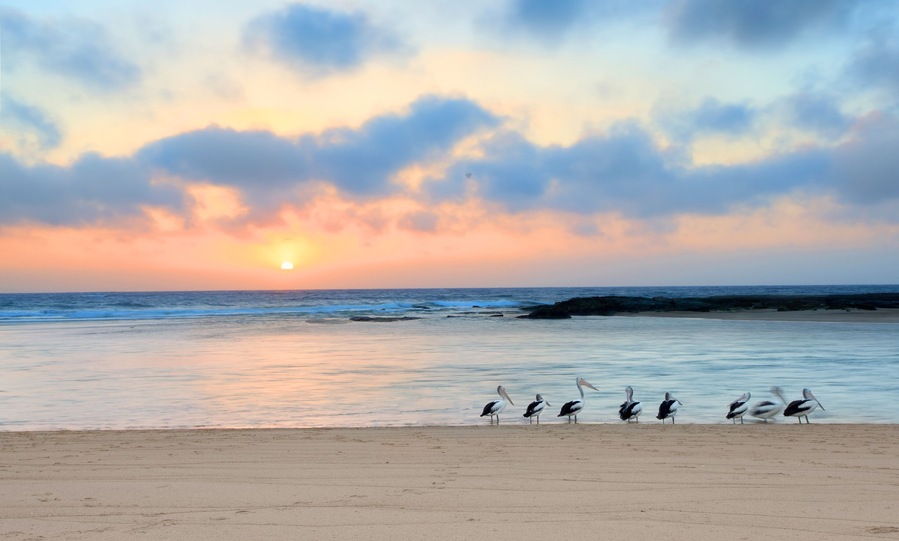 Sunrise Australia (with pelicans at waters edge)