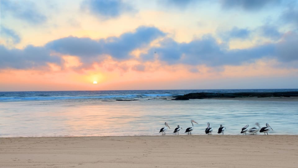 A sunset over a beach with pelicans standing in the water.