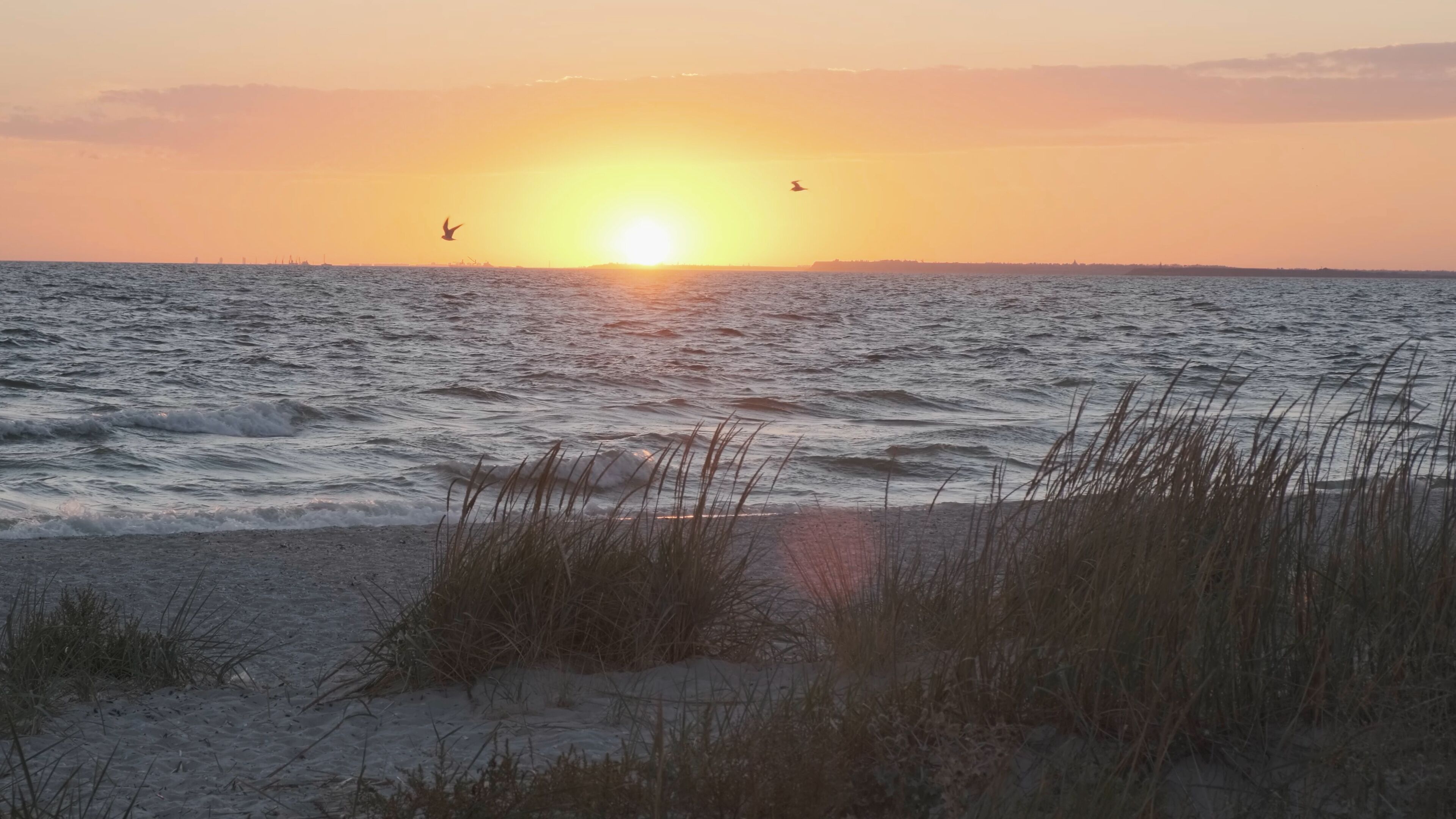 Beautiful orange sunset over sea on wild beach, seagulls and seabirds fly over sea raging waves. No people. Sunbeam in shot. Grass sways in wind. Wild seaside nature concept