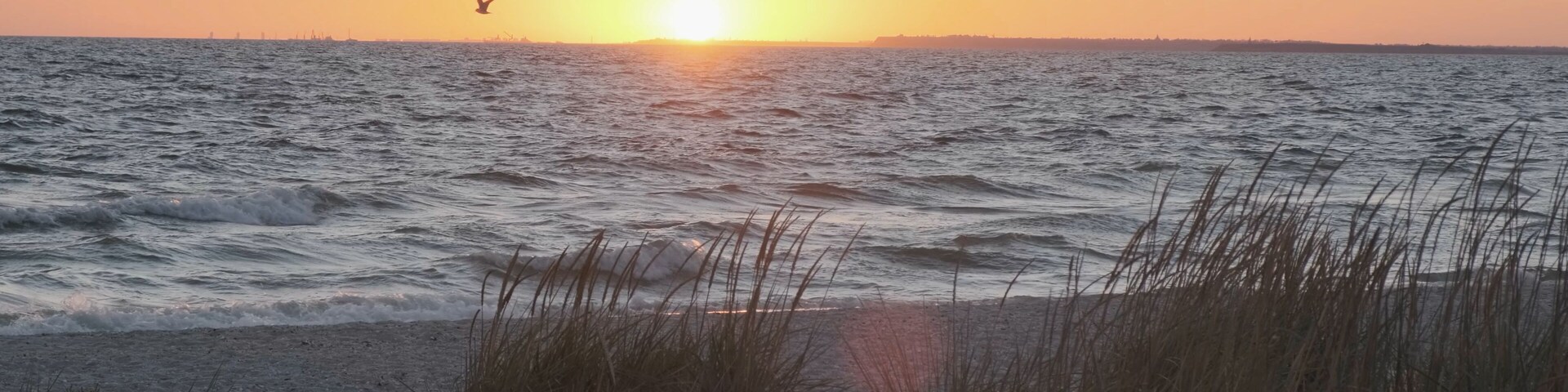 Beautiful orange sunset over sea on wild beach, seagulls and seabirds fly over sea raging waves. No people. Sunbeam in shot. Grass sways in wind. Wild seaside nature concept