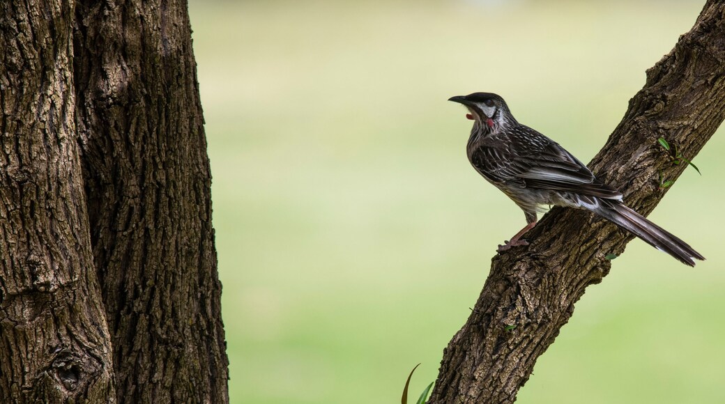 Australian Red Wattlebird (Anthochaera carunculata) at Lake Joondalup, Edgewater, Yellagonga Regional Park, Western Australia