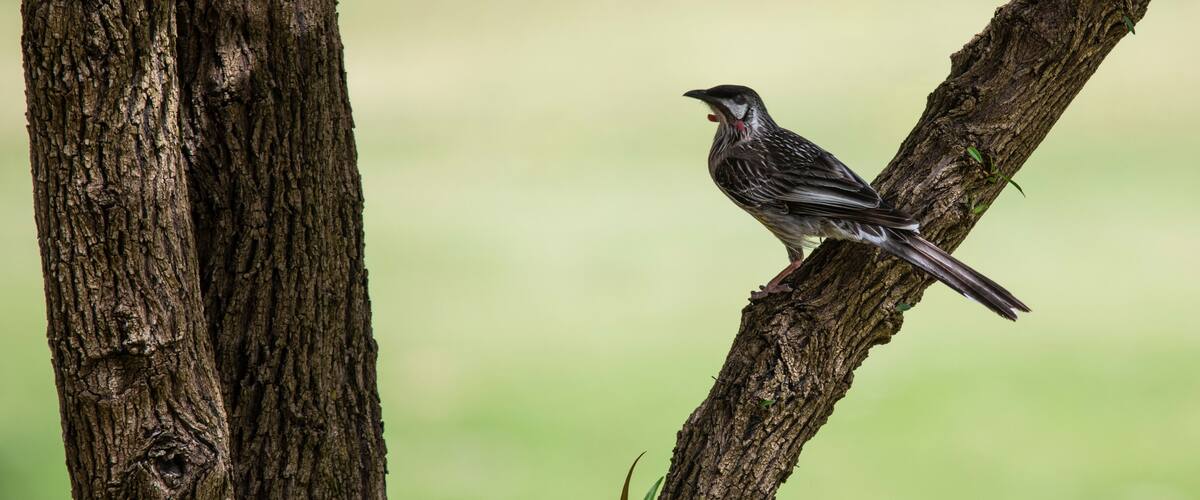 Australian Red Wattlebird (Anthochaera carunculata) at Lake Joondalup, Edgewater, Yellagonga Regional Park, Western Australia