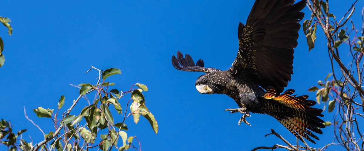 A bird of prey in flight with outstretched wings, surrounded by branches and leaves against a clear blue sky.