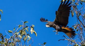 Beautiful female forest red tailed black cockatoo