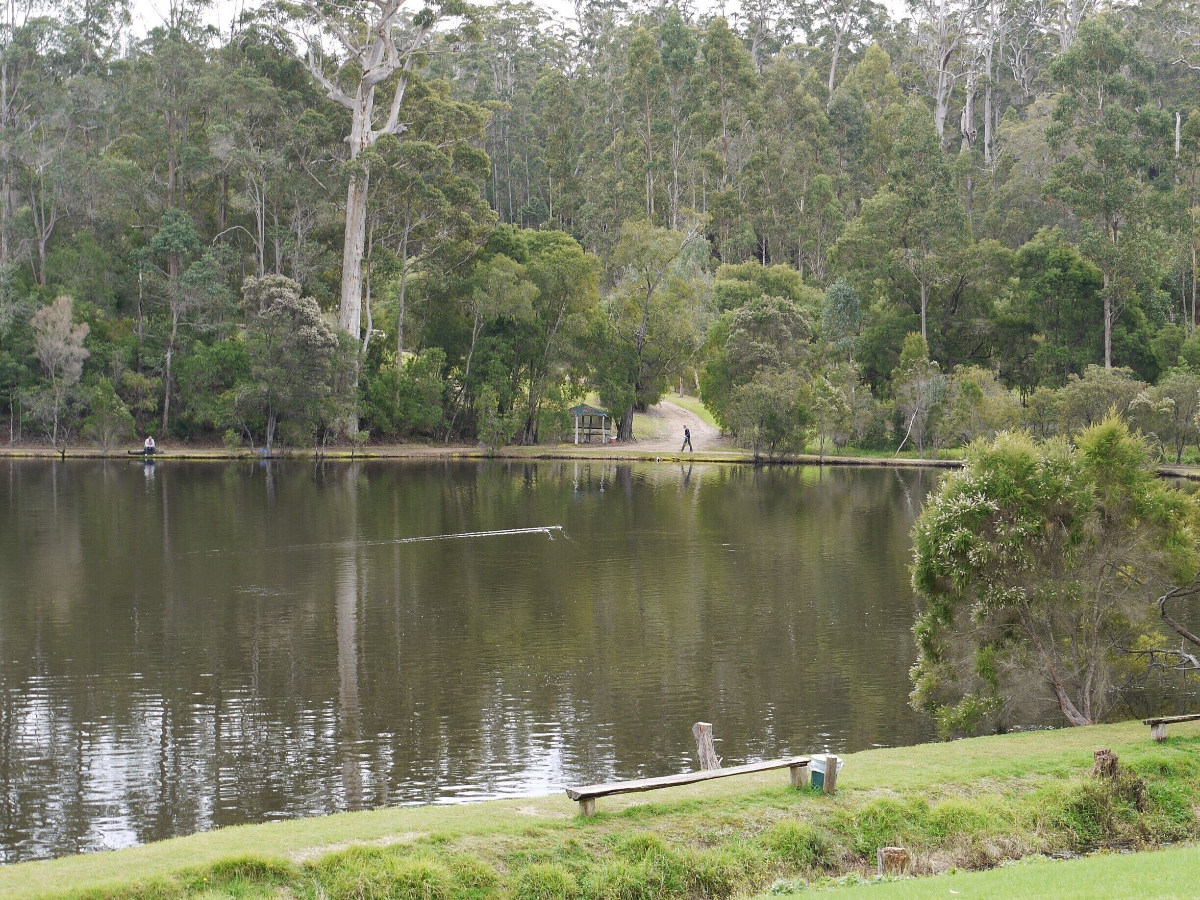 A calm lake surrounded by dense trees and a wooden dock.