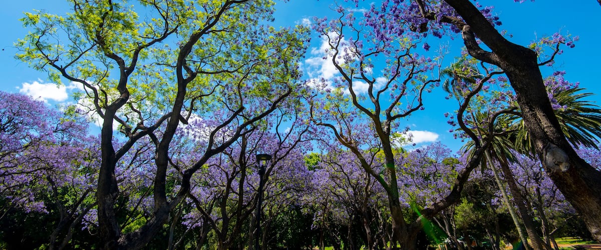 A grove of trees with purple flowers against a clear blue sky.