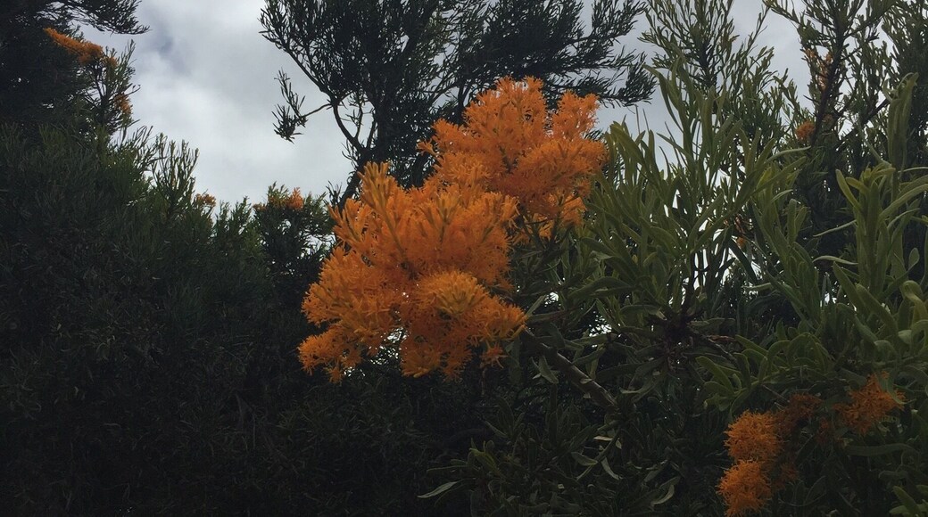 An iconic Western Australian Xmas Tree. Vivid orange flowers.