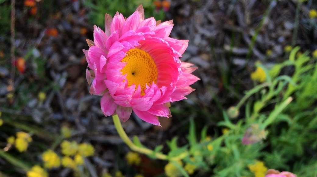 Amazing what iPhone camera can do. Great time for those who want to take shots of blossoming flower.
#iphoneography #iphonegraphy #leftrightupdowncenter #fotophound #indonesia_photography #macro #travelgram #instatravel #wanderlust #perth #westernaustralia #kingspark #flower #pink