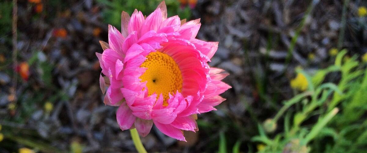 Amazing what iPhone camera can do. Great time for those who want to take shots of blossoming flower. 
#iphoneography #iphonegraphy #leftrightupdowncenter #fotophound #indonesia_photography #macro #travelgram #instatravel #wanderlust #perth #westernaustralia #kingspark #flower #pink