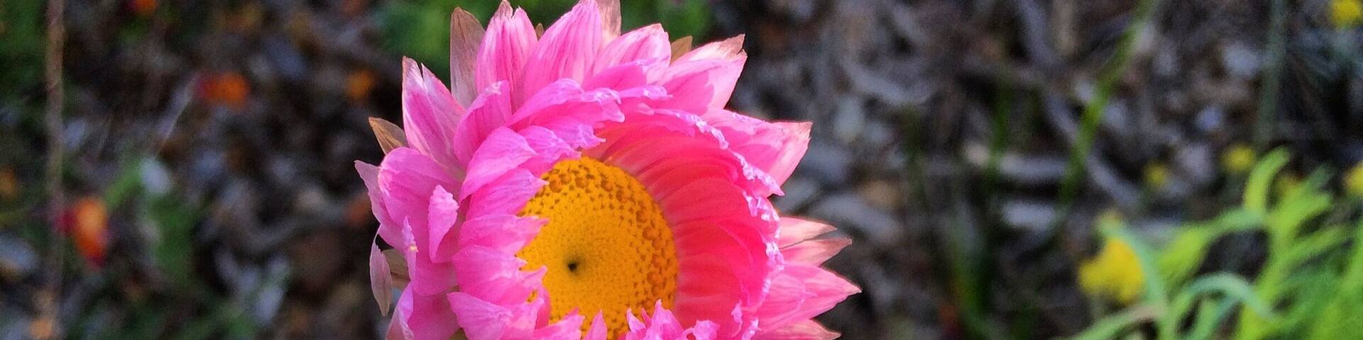 Amazing what iPhone camera can do. Great time for those who want to take shots of blossoming flower.
#iphoneography #iphonegraphy #leftrightupdowncenter #fotophound #indonesia_photography #macro #travelgram #instatravel #wanderlust #perth #westernaustralia #kingspark #flower #pink