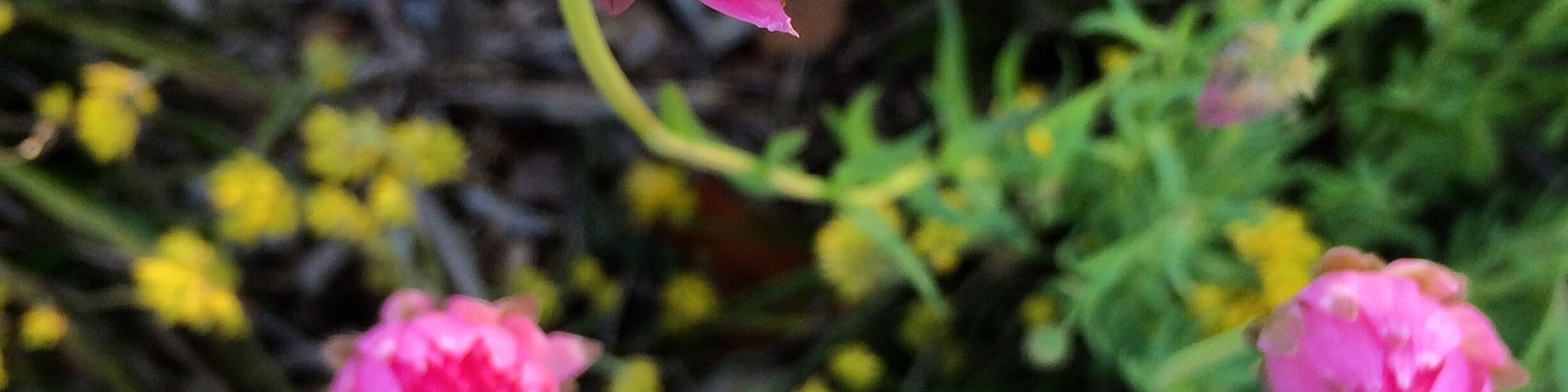 Amazing what iPhone camera can do. Great time for those who want to take shots of blossoming flower. 
#iphoneography #iphonegraphy #leftrightupdowncenter #fotophound #indonesia_photography #macro #travelgram #instatravel #wanderlust #perth #westernaustralia #kingspark #flower #pink