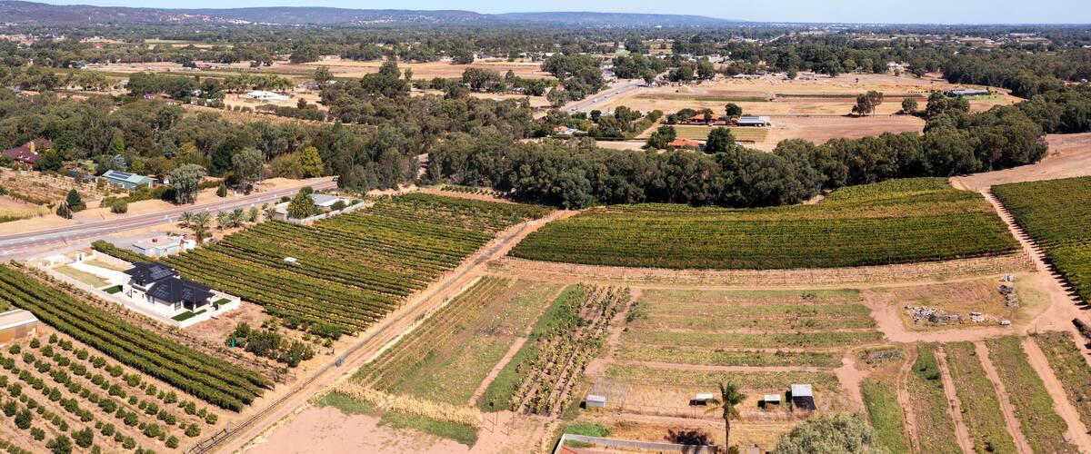 An aerial view of a vineyard with rows of grapevines, a road, and scattered buildings.