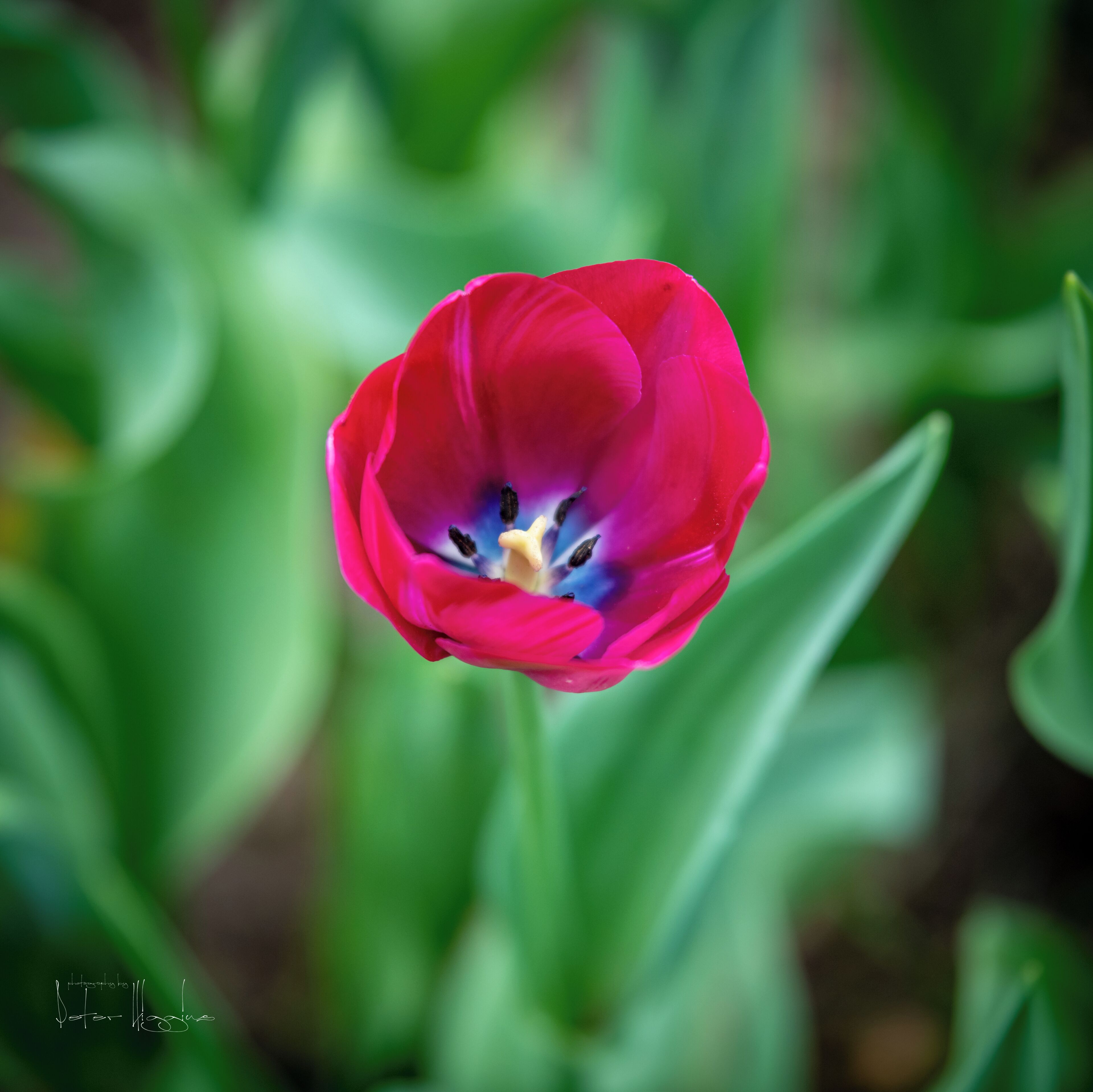 The tulips are coming out right now