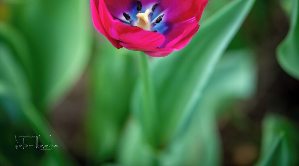 The tulips are coming out right now