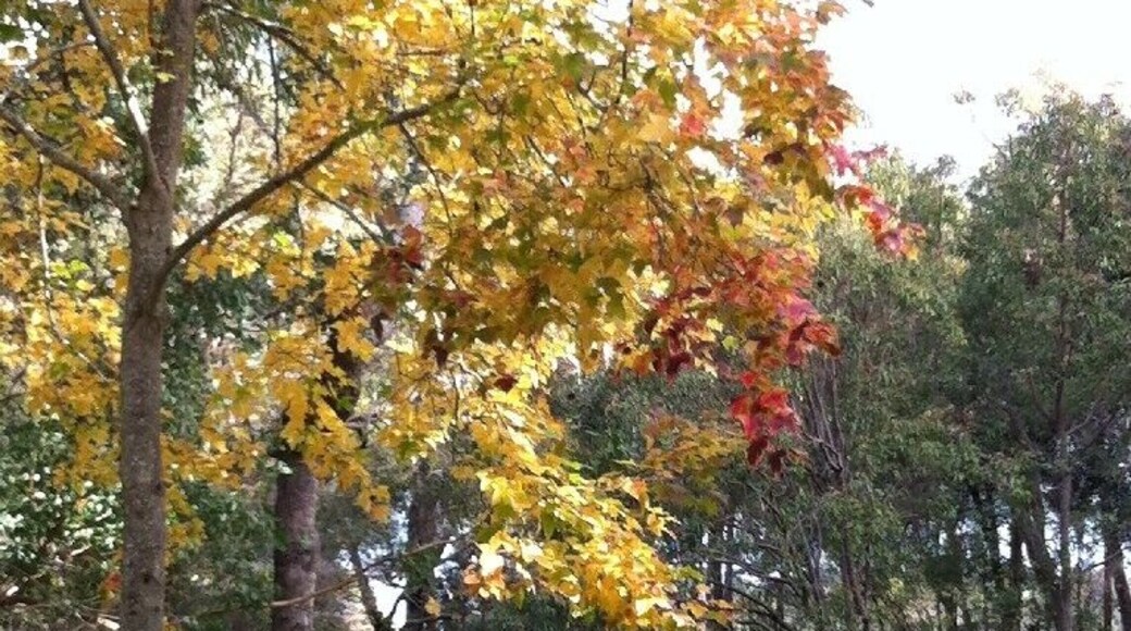 Araluen Botanic Park, known as Heaven in the Hills for a good reason, look how breathtakingly beautiful this place is in winter. http://www.aholeinmyshoe.com/autumn-in-araluen/