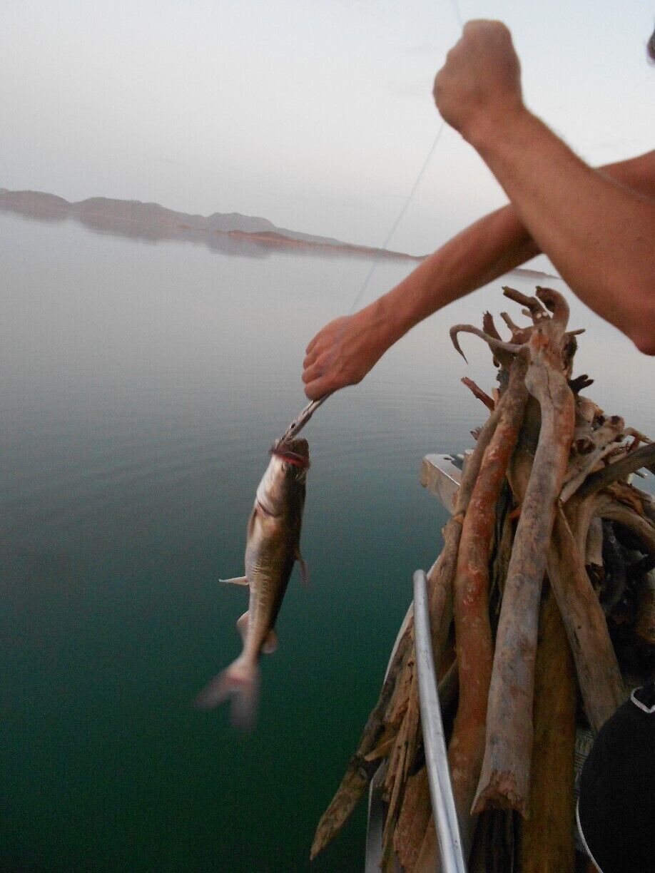 Lake Argyle is a beautiful location filled with wildlife. On a cruise you can see rockwallabies, freshwater crocs, fish and much more. I stayed the night at an Island with Kimberley Adventure Tours. Life on a deserted Island is very special!