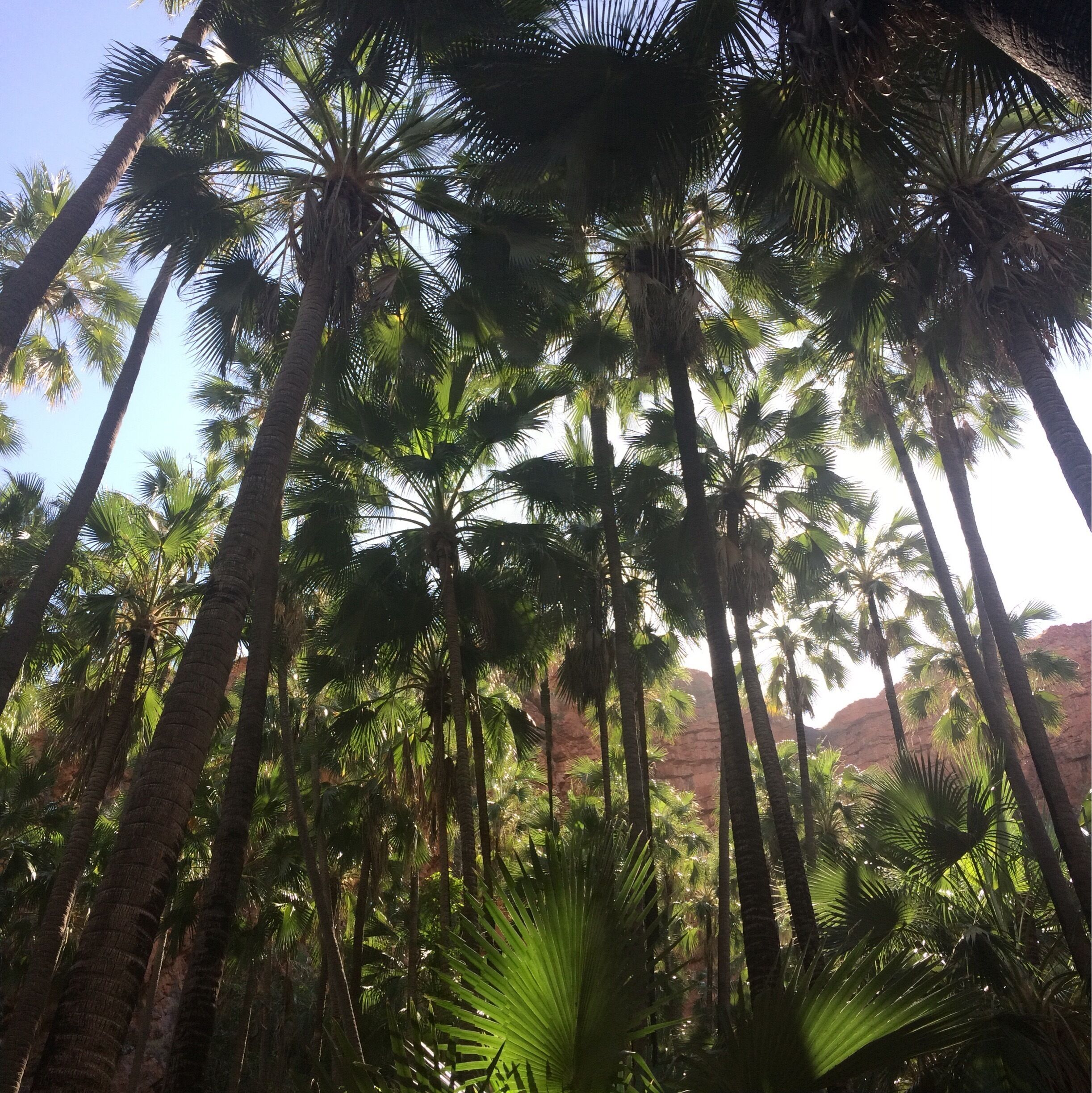 Zebedee's hot springs at El Questro. The water is always between 26 and 28 degrees. 