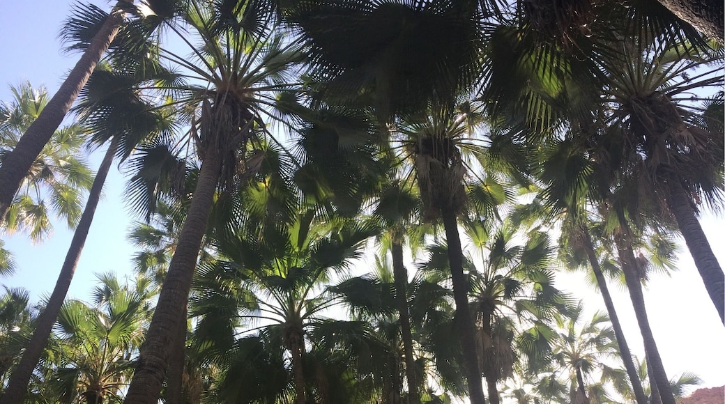 Zebedee's hot springs at El Questro. The water is always between 26 and 28 degrees.
