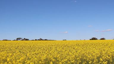 #greatoutdoor #yellowfields #bluesky #nature #westernaustralia #spring
Those yellow flowers fields were here for kilometers, such a beautiful place