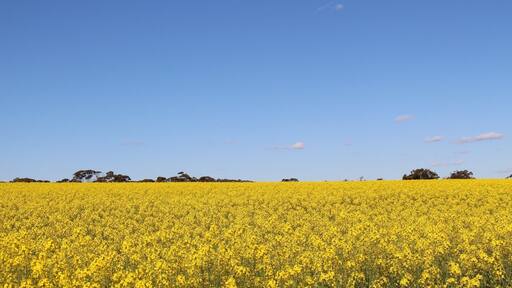 #greatoutdoor #yellowfields #bluesky #nature #westernaustralia #spring
Those yellow flowers fields were here for kilometers, such a beautiful place