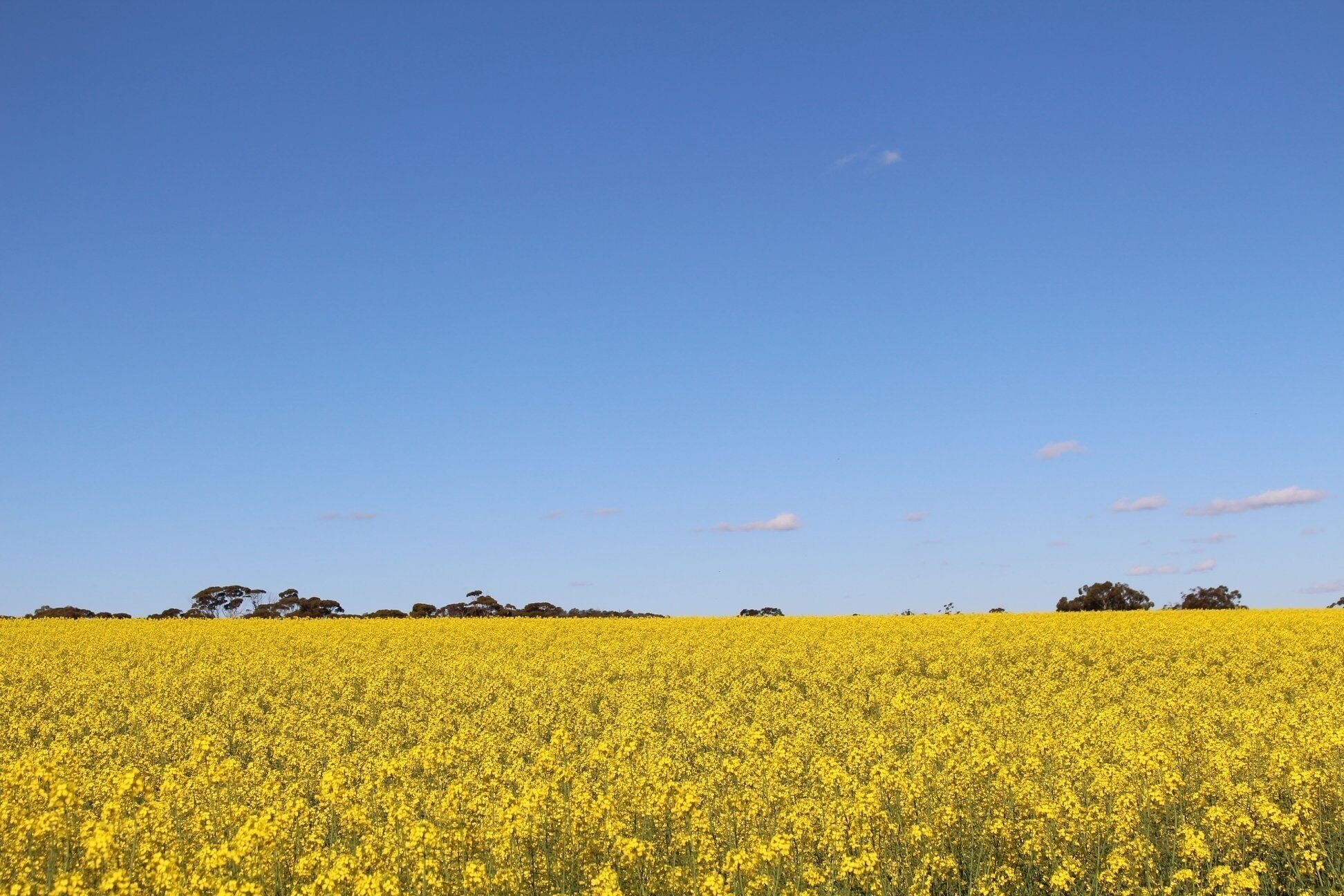 A vast field of yellow flowers under a clear blue sky.
