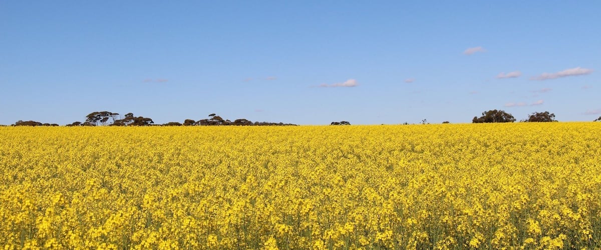 A vast field of yellow flowers under a clear blue sky.