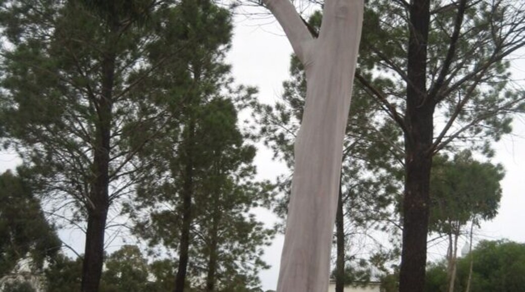 "Ghost Tree" as named by Aussies. I found this pale looking gum tree in an old town New Norcia north of Perth, WA. This place was the only monastic town in AU.