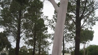 "Ghost Tree" as named by Aussies. I found this pale looking gum tree in an old town New Norcia north of Perth, WA. This place was the only monastic town in AU.