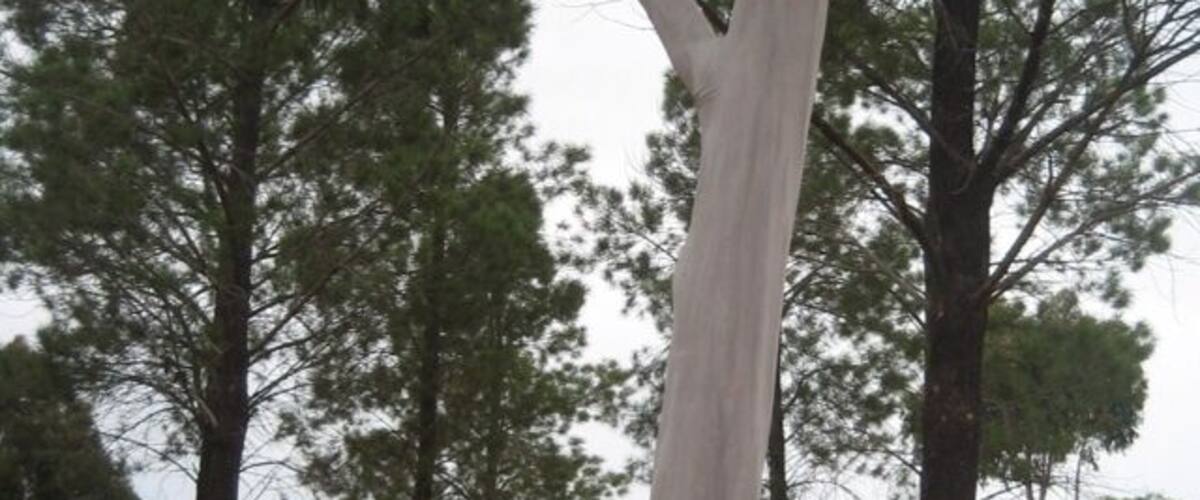 A tall eucalyptus tree in a park with other trees and a building in the background.