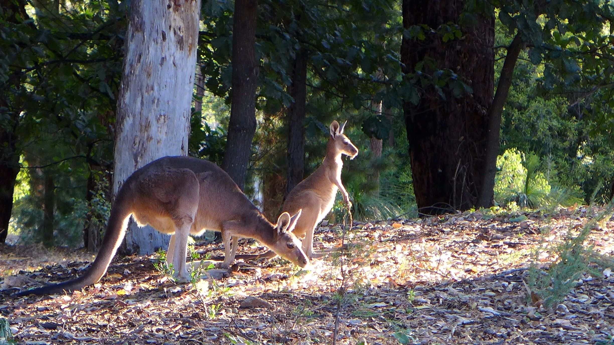 Kangaroos foraging on Dusk