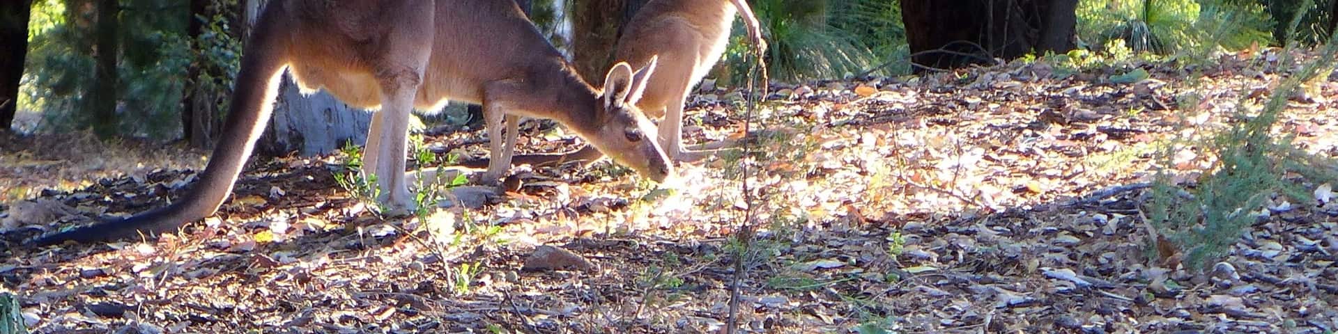 Kangaroos foraging on Dusk
