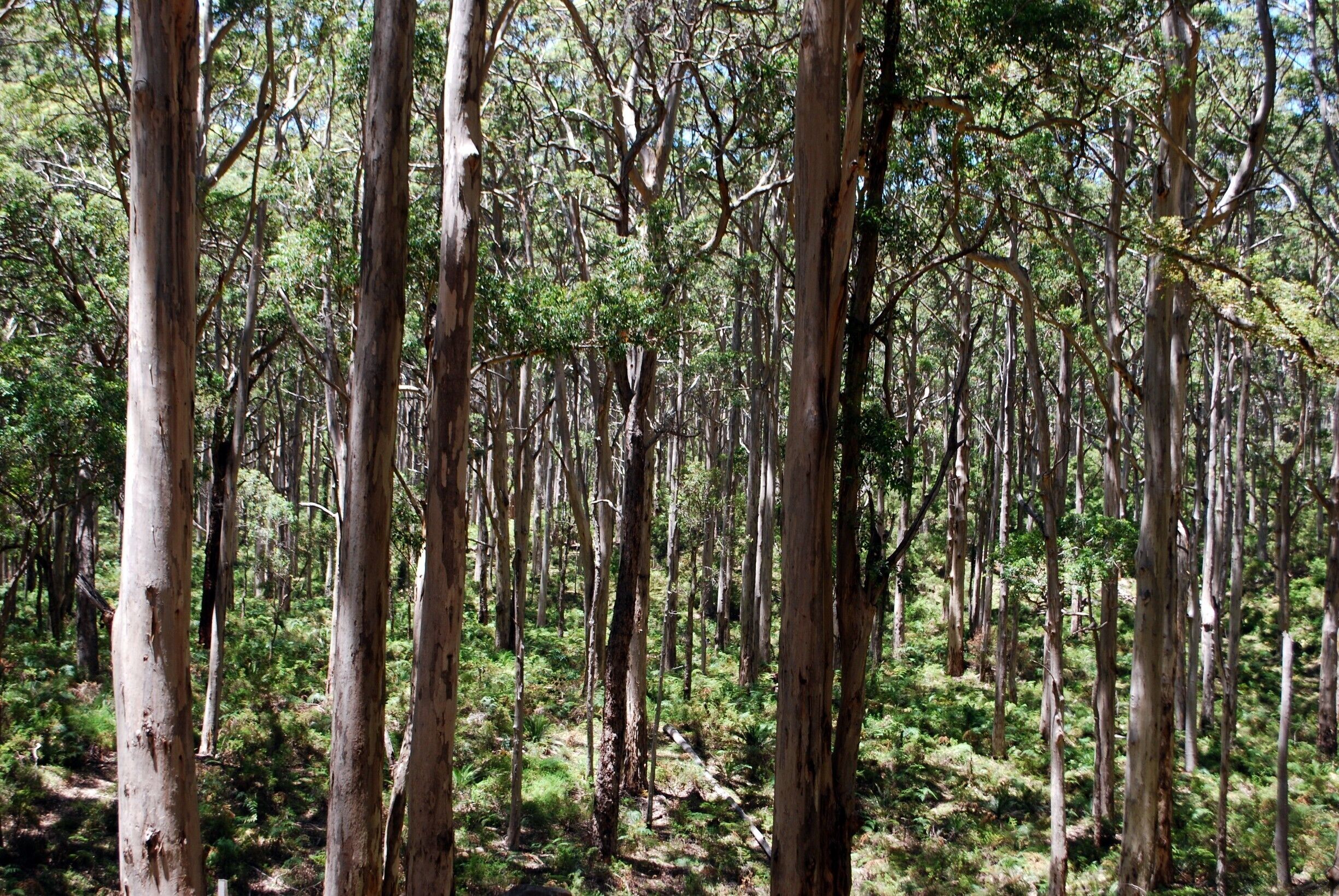A dense eucalyptus forest with tall trees and green undergrowth.