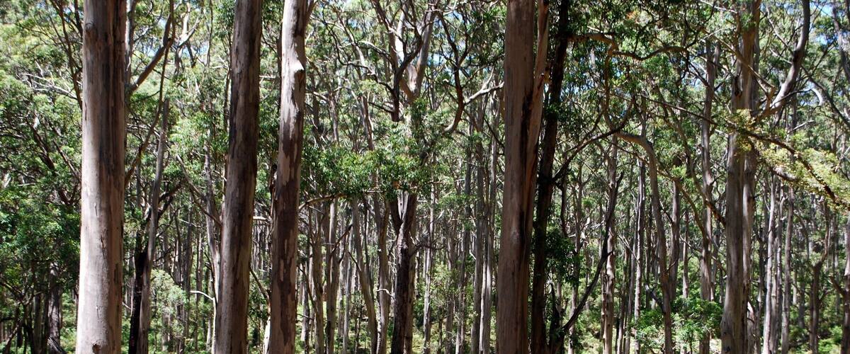 A dense eucalyptus forest with tall trees and green undergrowth.
