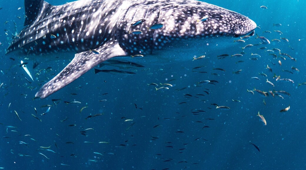 If swimming with whale sharks is on your bucket list then I heartily recommend Live Ningaloo out of Exmouth. With only ten guests maximum there is plenty of opportunity to have a really personal experience. Amazing!!