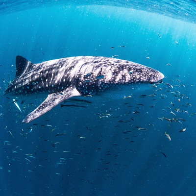 If swimming with whale sharks is on your bucket list then I heartily recommend Live Ningaloo out of Exmouth. With only ten guests maximum there is plenty of opportunity to have a really personal experience. Amazing!!