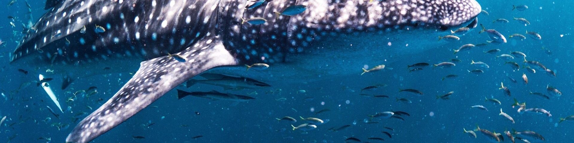 If swimming with whale sharks is on your bucket list then I heartily recommend Live Ningaloo out of Exmouth. With only ten guests maximum there is plenty of opportunity to have a really personal experience. Amazing!!
