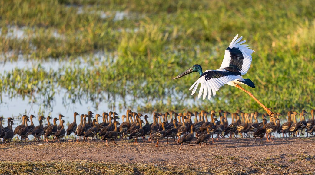 A heron in flight over a flock of ducks.