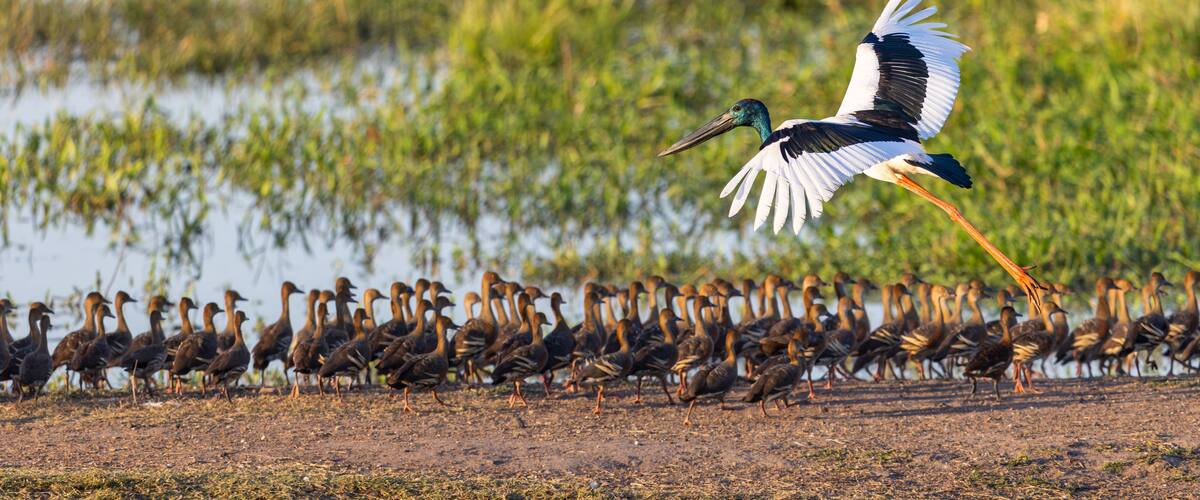 A heron in flight over a flock of ducks.