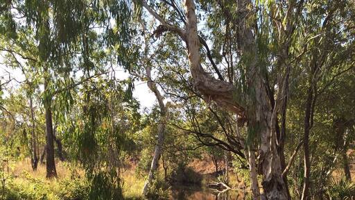 "Australian Bush"
Burrell Creek near Robin Falls.
Chance scenic encounter from taking the road less travelled!
#roadtrip
#weekendgetaway