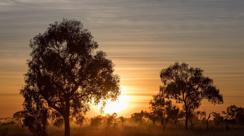 A sunset over a field with silhouetted trees.