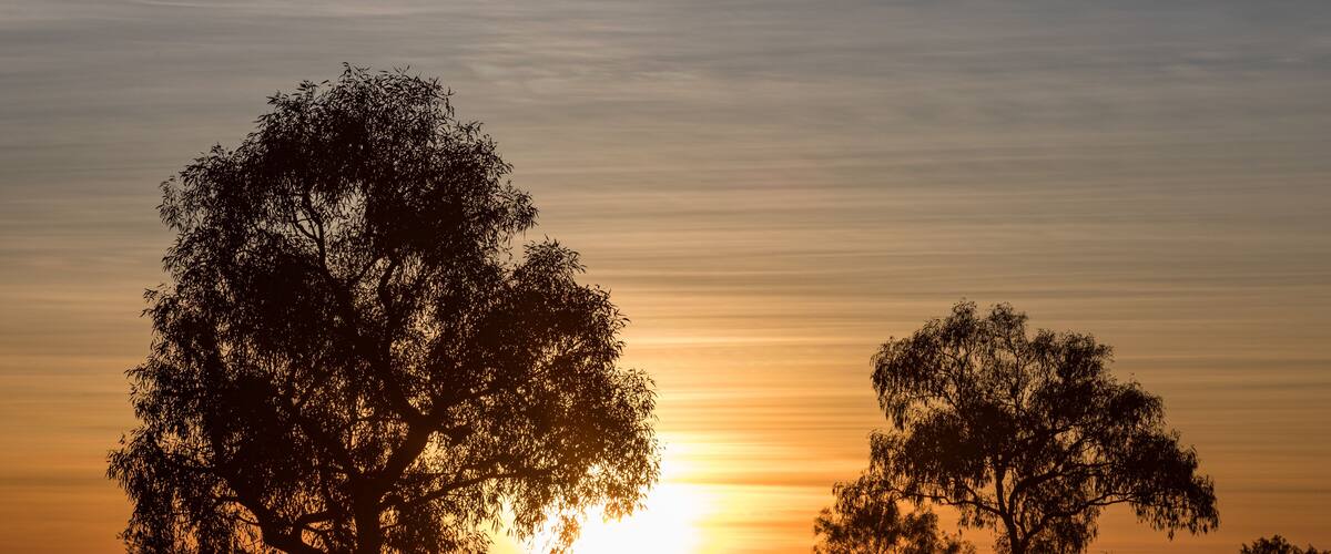 A sunset over a field with silhouetted trees.