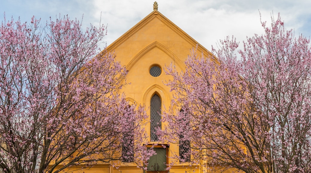 Uralla which includes wildflowers and a church or cathedral