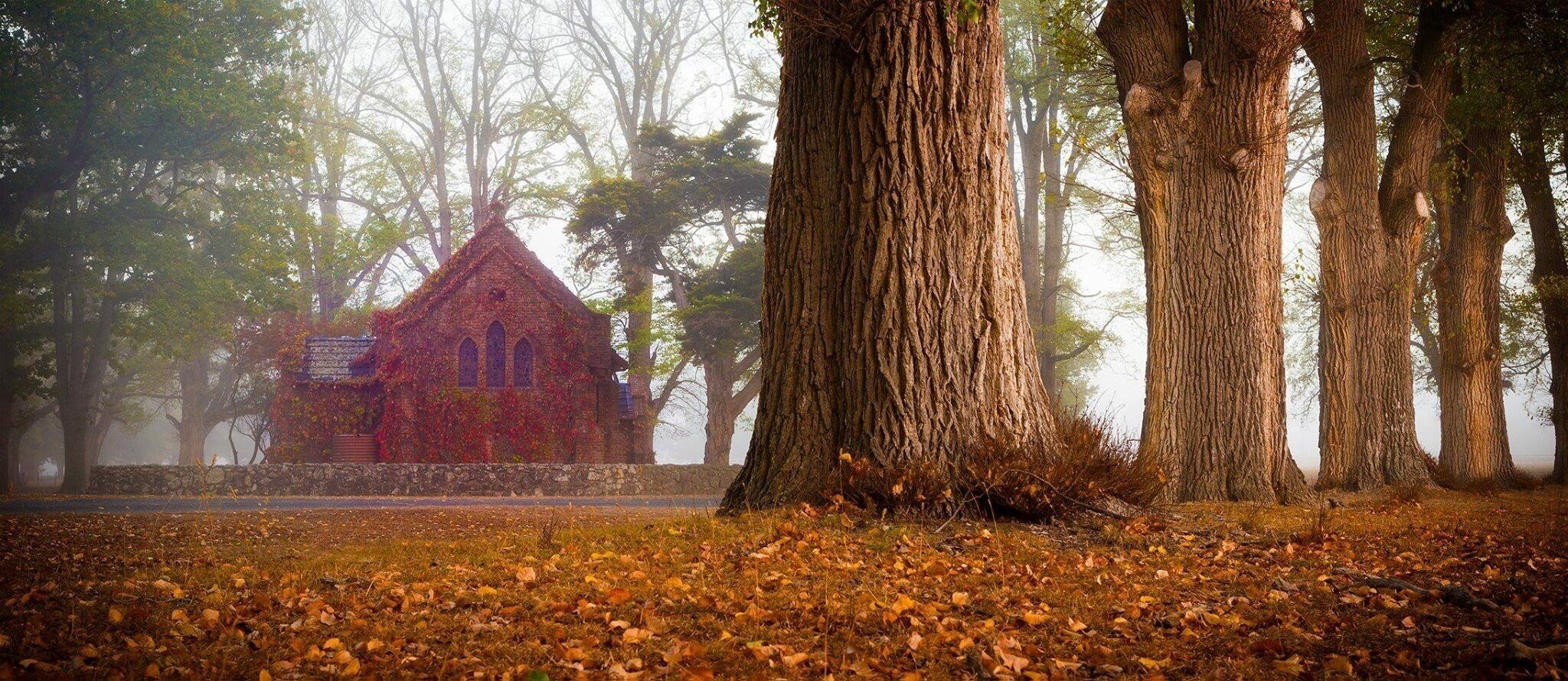 A rustic house covered in ivy, surrounded by tall trees and a foggy atmosphere.