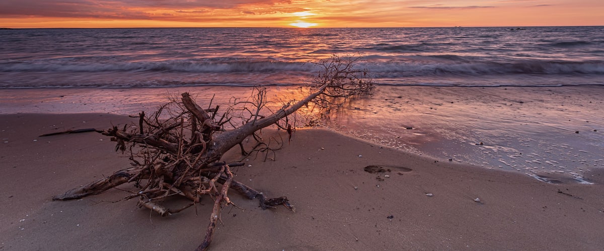 A sunset over the ocean with a fallen tree on the beach.