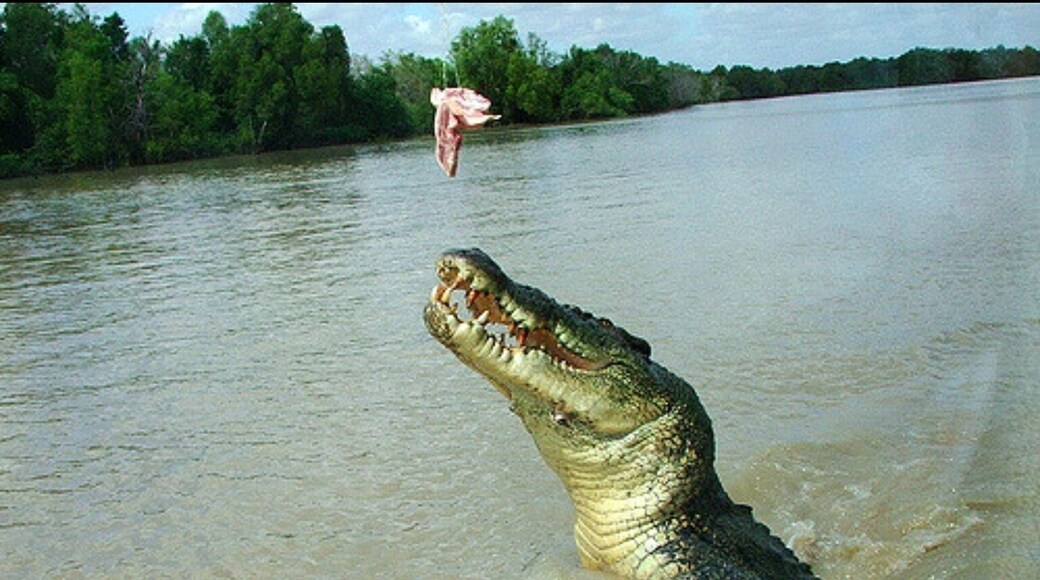 The size of these guys as they come up next to the boat for their feed is awesome!