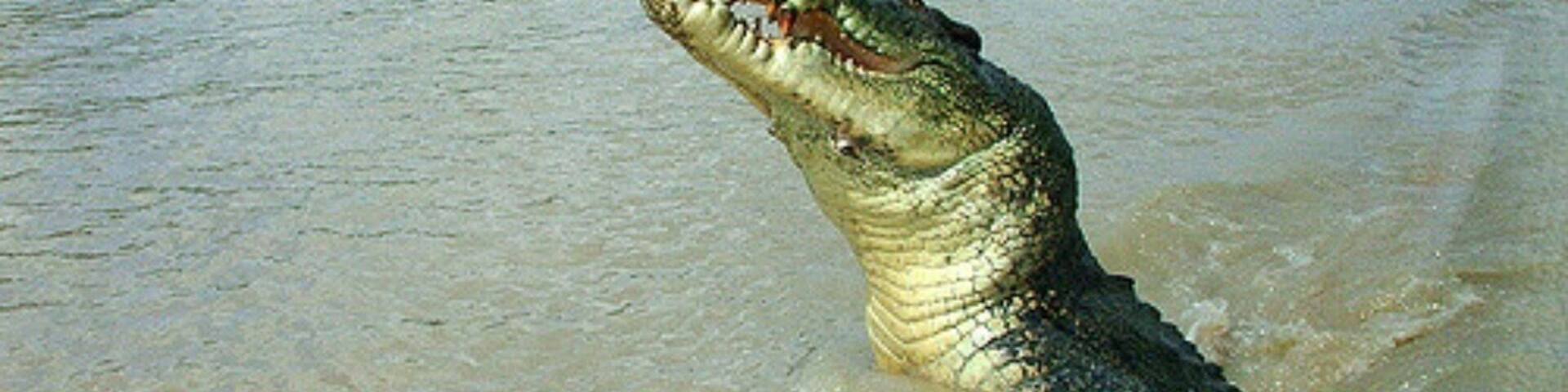 The size of these guys as they come up next to the boat for their feed is awesome!