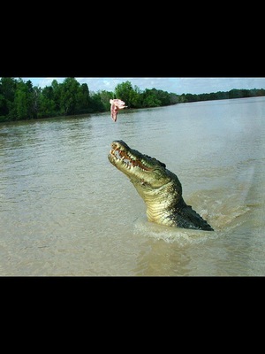 The size of these guys as they come up next to the boat for their feed is awesome!