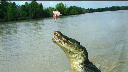 The size of these guys as they come up next to the boat for their feed is awesome!