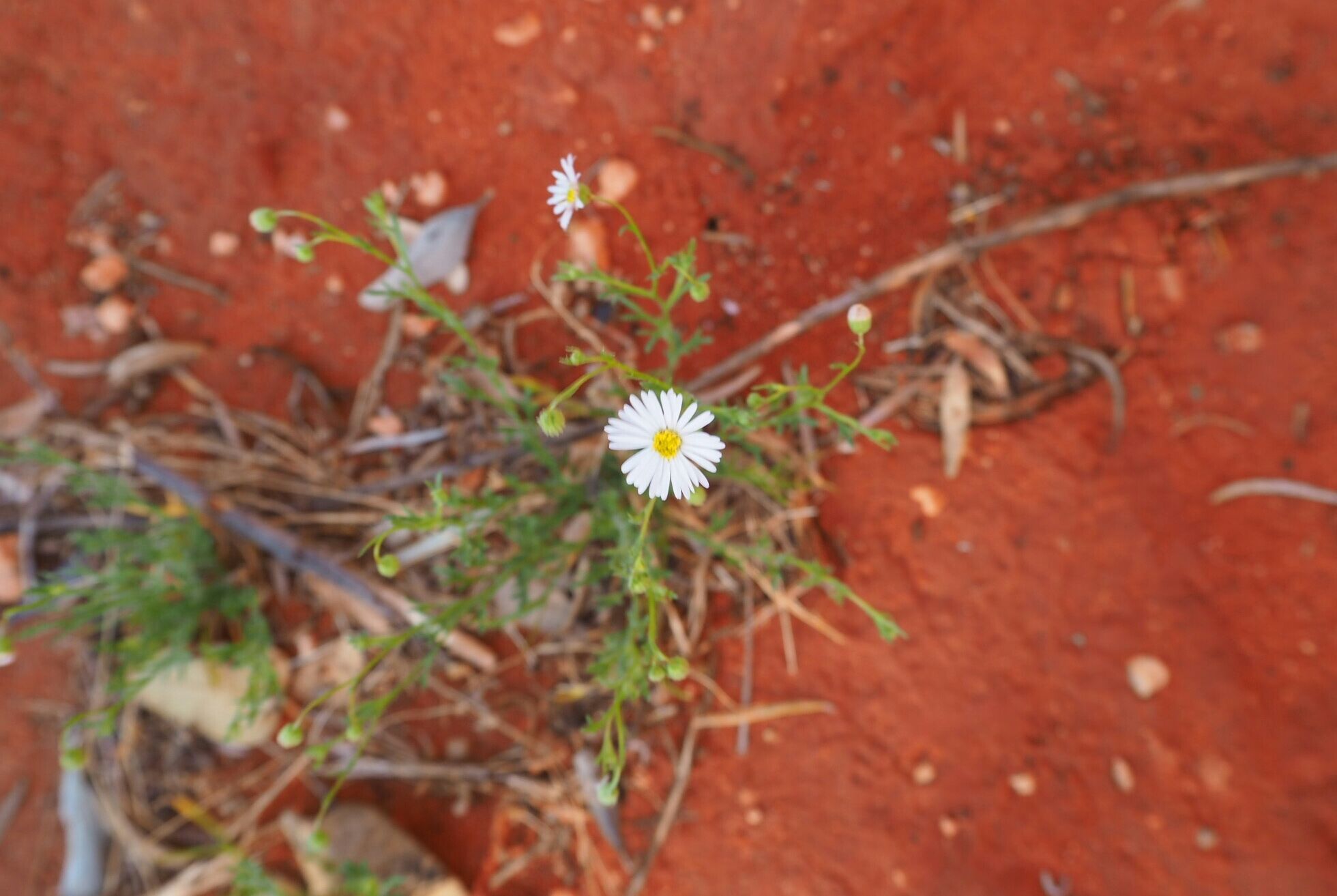 Throwback to last Spring when I road tripped through the Red Centre of Australia. The flowers were just beginning to open, bright bursts of colour against the rusty red of the dirt.
No filters needed for these shots! 
#springfun #flower #desert #daisy #red #white #NT 