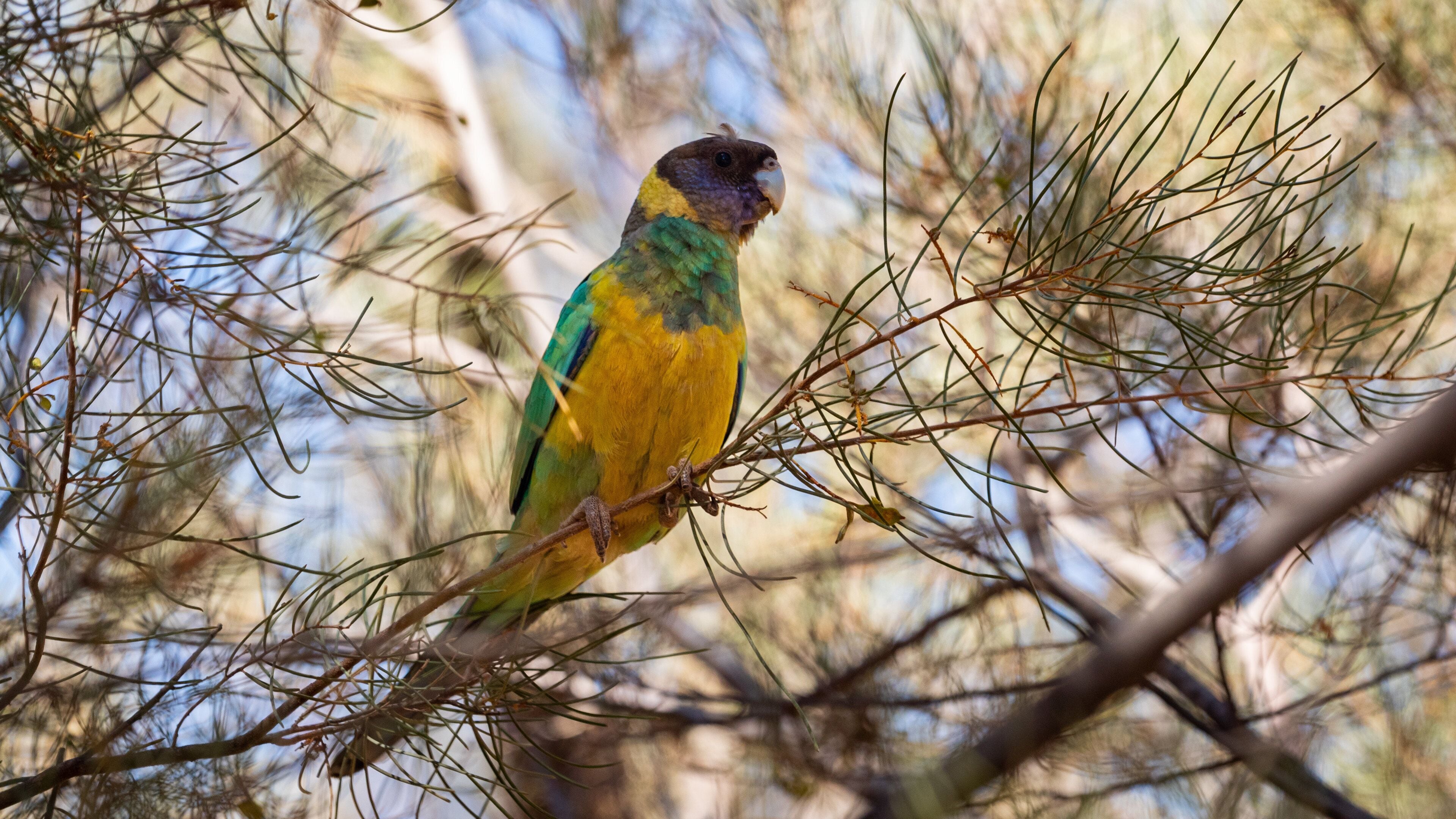 Hermannsburg showing bird life